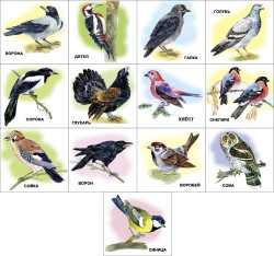 Развивающие карточки. Комплект № 2 из 6 наборов- фото6