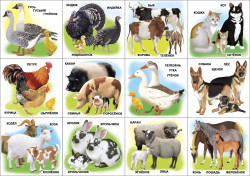 Развивающие карточки. Комплект № 2 из 6 наборов- фото3