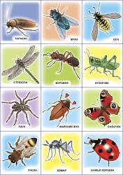 Развивающие карточки. Комплект № 2 из 6 наборов- фото4