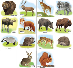 Развивающие карточки. Комплект № 2 из 6 наборов- фото2