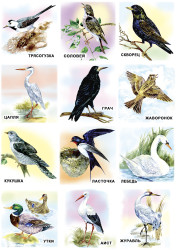 Развивающие карточки. Комплект № 2 из 6 наборов- фото5